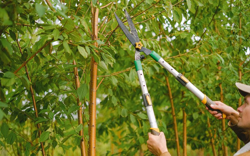 Tree trimming in Binghamton, NY